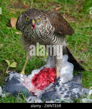 Le sparrowhawk eurasien, également connu sous le nom de sparrowhawk du nord ou simplement de sparrowhawk, est un petit oiseau de proie de la famille des Accipitridae Banque D'Images