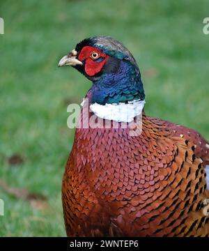 Les faisans sont des oiseaux de plusieurs genres de la famille des Phasianidae, dans l'ordre des Galliformes. Banque D'Images