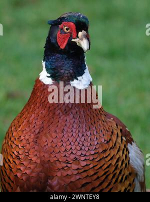 Les faisans sont des oiseaux de plusieurs genres de la famille des Phasianidae, dans l'ordre des Galliformes. Banque D'Images