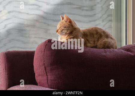 Un chat tabby au gingembre, se prélassant au soleil, sur le dossier d'un canapé cramoisi, recouvert de sa fourrure versée. Banque D'Images