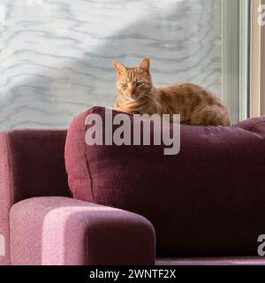 Un chat tabby au gingembre, se prélassant au soleil, sur le dossier d'un canapé cramoisi, recouvert de sa fourrure versée. Banque D'Images