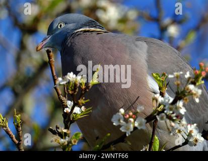 Le pigeon des bois commun, également connu sous le nom de simplement pigeon des bois, est une grande espèce de la famille des colombes et des pigeons, originaire du Paléarctique occidental. Banque D'Images