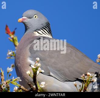 Le pigeon des bois commun, également connu sous le nom de simplement pigeon des bois, est une grande espèce de la famille des colombes et des pigeons, originaire du Paléarctique occidental. Banque D'Images