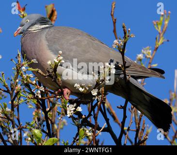 Le pigeon des bois commun, également connu sous le nom de simplement pigeon des bois, est une grande espèce de la famille des colombes et des pigeons, originaire du Paléarctique occidental. Banque D'Images