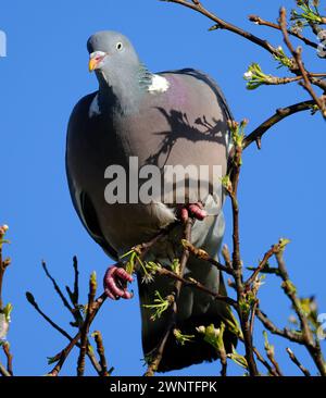 Le pigeon des bois commun, également connu sous le nom de simplement pigeon des bois, est une grande espèce de la famille des colombes et des pigeons, originaire du Paléarctique occidental. Banque D'Images