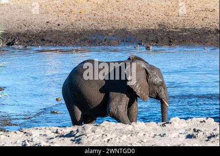 -Un éléphant d'Afrique Loxodonta africana- sortant d'un étang dans le parc national d'Etosha, Namibie, après avoir pris un bain. Banque D'Images