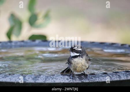 Fantail gris (Rhipidura) albiscapa à lunettes, dans le sud de l'Australie Banque D'Images