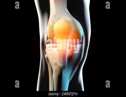 Anatomie du genou, os et cartilage Banque D'Images