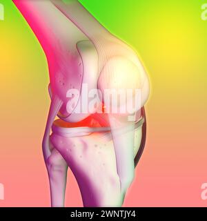 Illustration 3D montrant les os, les ligaments et le cartilage d'une articulation du genou Banque D'Images
