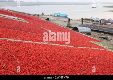 Sariakandi, Bogura, Bangladesh. 4 mars 2024. Les piments rouges sont séchés au soleil sur les rives de la rivière Jamuna à Sariakandi à Bogura. Le piment est largement produit dans la région le long de la rivière Jamuna. Les agriculteurs font sécher ces piments au soleil et les emmènent au marché pour les vendre. Selon la norme, 40 kg de piment sont vendus à TK 12 000 à TK 15 000. (Crédit image : © Syed Mahabubul Kader/ZUMA Press Wire) USAGE ÉDITORIAL SEULEMENT! Non destiné à UN USAGE commercial ! Banque D'Images