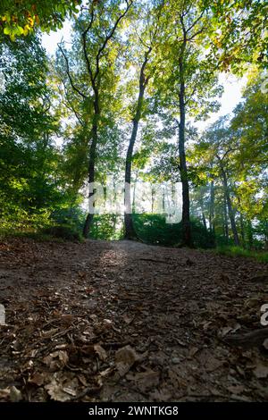 Vue sur la forêt depuis le sol. Photo verticale carbone net zéro concept. Fond de forêt. Banque D'Images