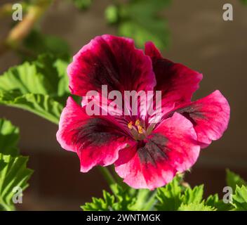 Pelargonium grandiflorum pelargonium à grandes fleurs Banque D'Images