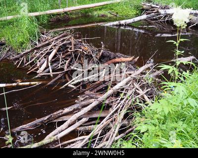 Barrage de castors érigé par des castors sur une rivière ou un ruisseau pour se protéger contre les prédateurs et faciliter le fourrage en hiver. Les matériaux du barrage sont Banque D'Images