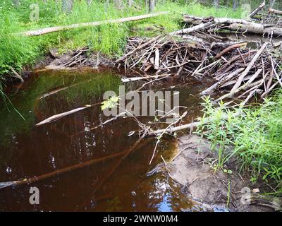 Barrage de castors érigé par des castors sur une rivière ou un ruisseau pour se protéger contre les prédateurs et faciliter le fourrage en hiver. Les matériaux du barrage sont Banque D'Images