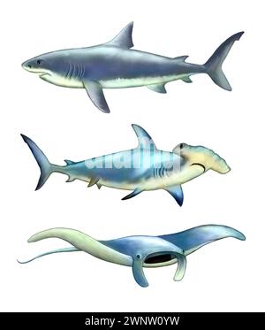 Requin blanc, marteau et raie manta. Illustration numérique. Banque D'Images