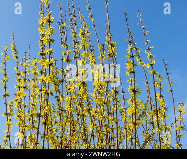 Forsythia fleurissant jaune dans le fond bleu du ciel Banque D'Images