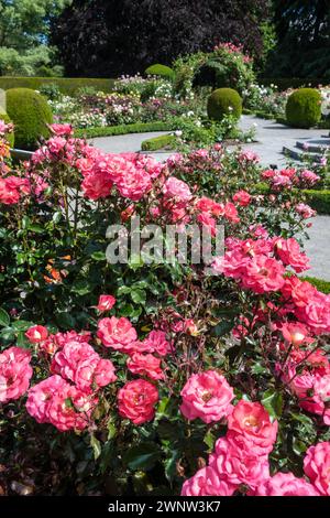The Rose Garden, jardins botaniques de Christchurch, Hagley Park, Christchurch, Île du Sud, nouvelle-Zélande Banque D'Images