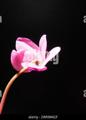 Cyclamen, ou violet alpin, est un genre de plantes de la sous-famille des Myrsinoideae de la famille des Primulaceae. Cyclamen rose sur fond noir. Copier Banque D'Images