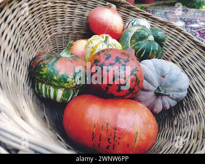 Une citrouille grise et plusieurs citrouilles oranges dans un panier en osier. Variété botanique de citrouilles. Récolte de légumes courgettes et courges. Symbole Halloween Banque D'Images