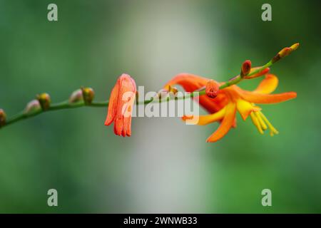 Fleur de Crocosmia masoniorum (aussi appelée montbretia géante, Tritonia masoniorum) Banque D'Images