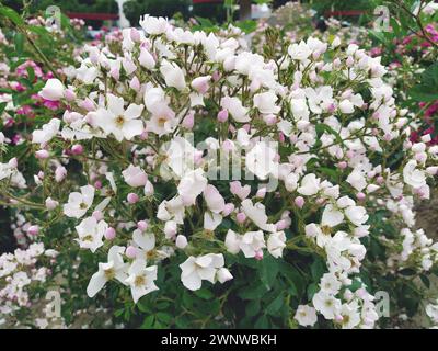 Rose non double simple spray blanc ou couvre-sol. Forme multi-fleurie de roses avec des pétales blancs sur une pelouse ou un parterre de fleurs. Décoration d'un jardin ou Banque D'Images