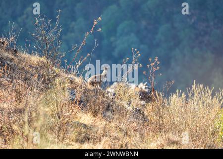 L'antilope de Klipspringer, Oreotragus oreotragus, est située en bordure de roche dans le parc national des montagnes de Simien, en Éthiopie. Faune africaine Banque D'Images