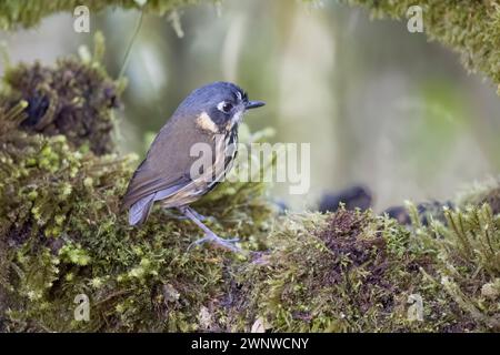 Antpitta face en croissant en Colombie Amérique du Sud Banque D'Images