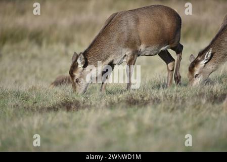 Red Deer fait paître (Cervus elaphus) dans le profil gauche avec les yeux ensoleillés, pris en hiver dans un parc de campagne dans le Staffordshire, Angleterre, Royaume-Uni Banque D'Images