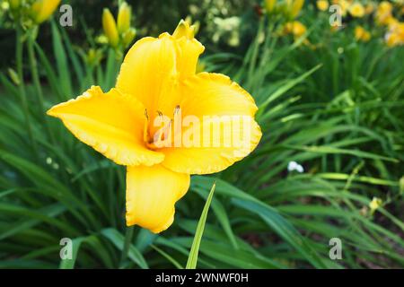 Le daylis, ou beau jaune citron, est une plante herbacée vivace à fleurs. Longues fines feuilles vertes. La floraison comme un passe-temps. Hemerocallis Banque D'Images