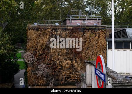 Plantes mortes d'une station de métro Embankment «mur vivant», Londres, Royaume-Uni. 10 octobre 2023 Banque D'Images