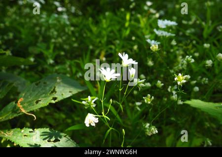 Starflower Stellaria est un genre de plantes à fleurs de la famille des œillets. Plante de pois en bois. Fleurs blanches dans la forêt. Fruska Gora, Serbie Banque D'Images