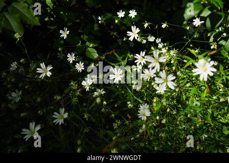 Starflower Stellaria est un genre de plantes à fleurs de la famille des œillets. Plante de pois en bois. Fleurs blanches dans la forêt. Fruska Gora, Serbie Banque D'Images