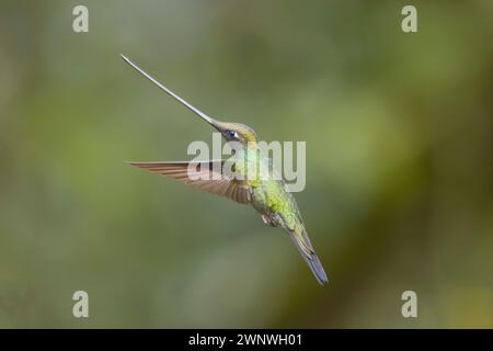 Colibri à bec d'épée en vol en Colombie Amérique du Sud Banque D'Images