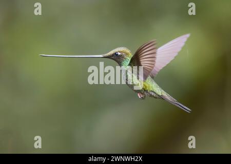 Colibri à bec d'épée en vol en Colombie Amérique du Sud Banque D'Images