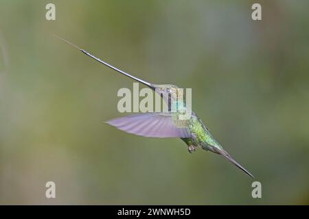 Colibri à bec d'épée en vol en Colombie Amérique du Sud Banque D'Images