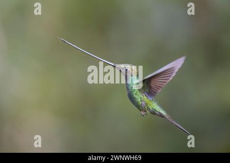 Colibri à bec d'épée en vol en Colombie Amérique du Sud Banque D'Images