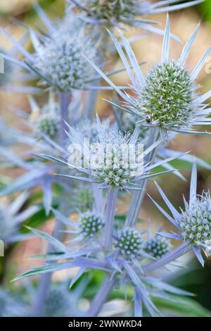 Eryngium bourgatii, houx de la mer Méditerranée, feuilles argentées, têtes de fleurs en forme de cône, bractées bleu argenté Banque D'Images