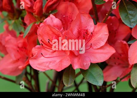 Blossom Azalea japonica, Rhododendron japonicum, fleurs rouges sanguines, gros plan. Printemps, pleine floraison.avec des feuilles. Jardin d'Oranamental, Trencin Slovaquie Banque D'Images