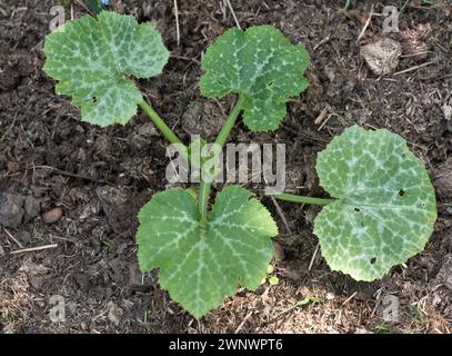 Jeune plante de citrouille variété Atlantic Giant avec quatre grandes feuilles vraies rayonnant du point de croissance, Berkshire, juin Banque D'Images