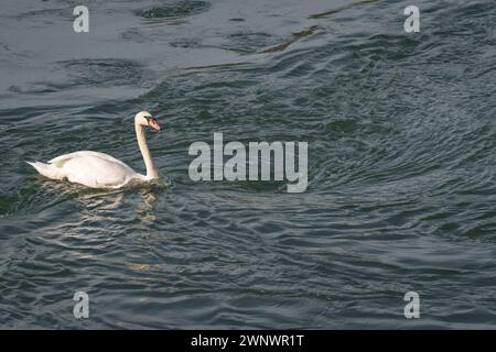 Gracieux cygne blanc nage sur un lac avec de l'eau sombre. Le cygne blanc nage vers un tourbillon. Le cygne muet, Cygnus olor Banque D'Images