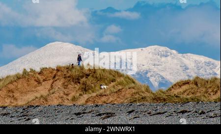 Barrow-in-Furness, Cumbria, Royaume-Uni. 4 mars 2024. Promeneur de chiens sur Walney Island, Barrow-in-Furness, Cumbria avec les enneigés Lake District Fells en toile de fond. Crédit : John Eveson/Alamy Live News Banque D'Images