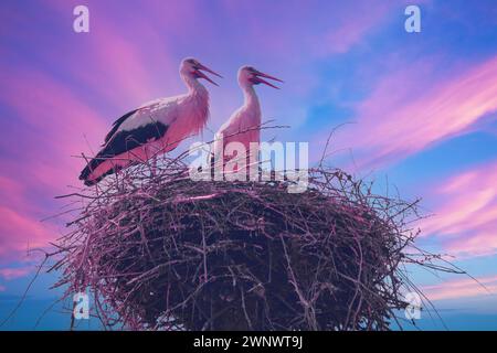 Une paire de cigognes se dresse dans un nid sur la toile de fond du ciel du coucher de soleil rose-bleu Banque D'Images