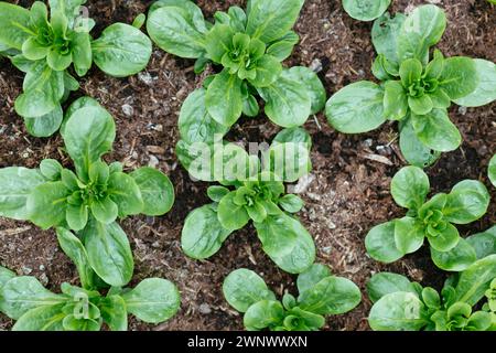 Salade de cornouilles (Valerianella locusta) poussant à la fin de l'hiver en Allemagne Banque D'Images