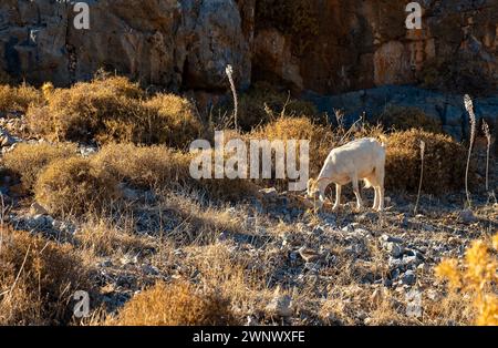 Chèvre blanche mangeant de l'herbe dans les montagnes. Banque D'Images