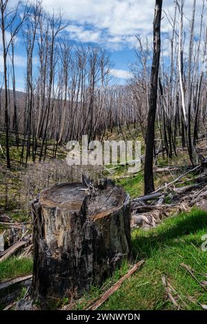 Arbres brûlés dans un feu de brousse, Dead Horse Gap, Nouvelle-Galles du Sud, Australie Banque D'Images