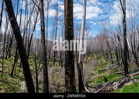 Arbres brûlés dans un feu de brousse, Dead Horse Gap, Nouvelle-Galles du Sud, Australie Banque D'Images