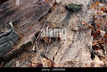 Texture de la face intérieure de l'écorce de bois ancienne avec des feuilles mortes sèches Banque D'Images
