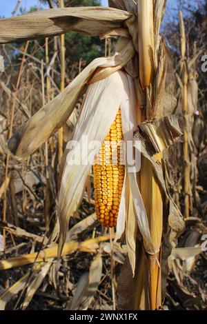 Un épi de maïs non récolté à l'intérieur de la pelure sèche sur le champ agricole Banque D'Images