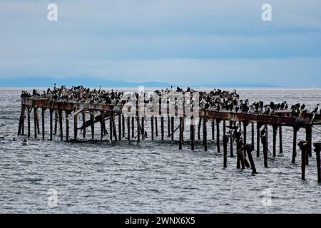 La vieille jetée en bois de Punt Arenas n'est utilisée que par une colonie impériale Cormoranrt nidifiante ces jours-ci. Banque D'Images