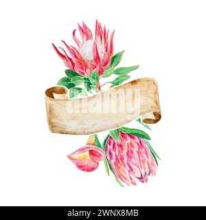 Aquarelle Protea, carte postale avec bannière pour le texte. Illustration vectorielle d'une fleur rose. Élément de conception pour cartes, invitations de mariage, bannières, couvertures Illustration de Vecteur